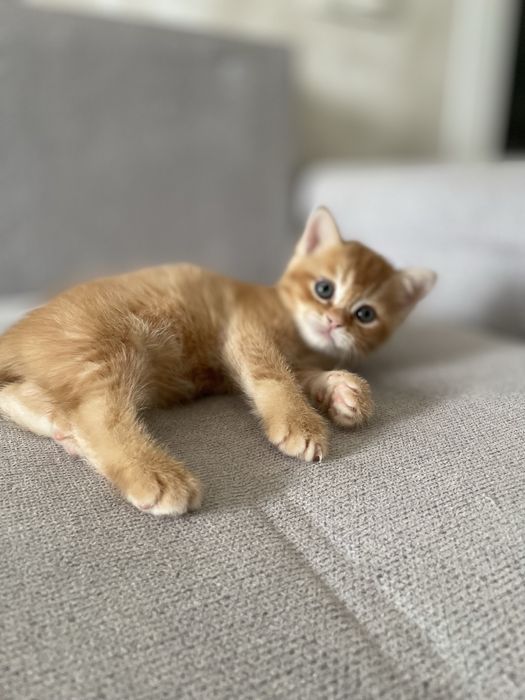 Продается котенок