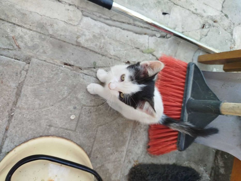 Котка подарявам