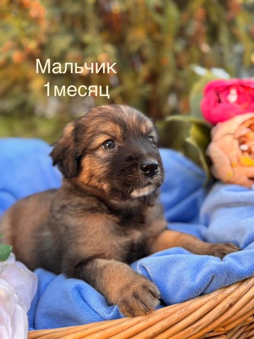 Щеночек мальчик мордастик 1 месяц