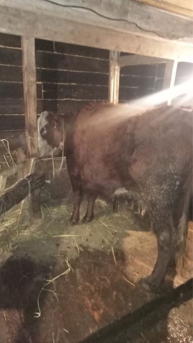 Продам корову   .