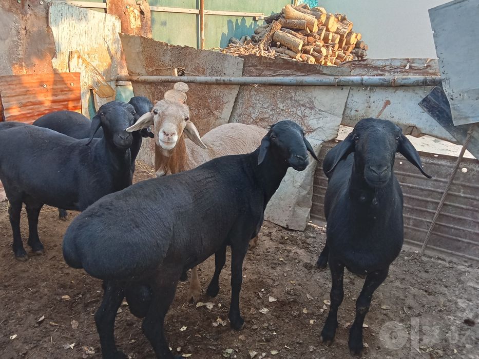 Qo'zi Qo'chqor Sotiladi
