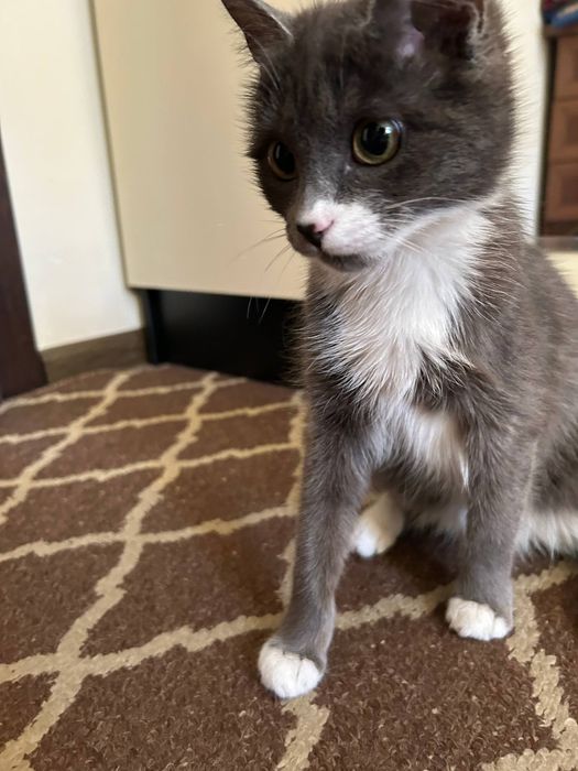 Акиллик мушук бекорга берамиз