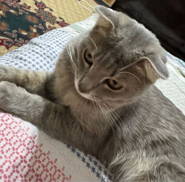 Породистый мысык сатылады