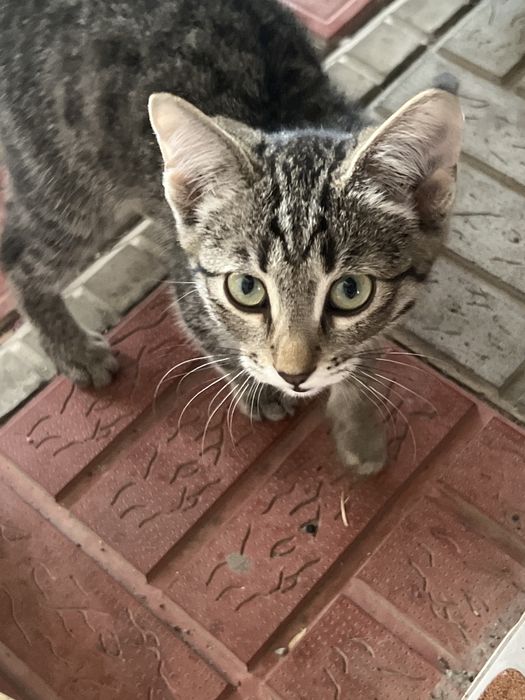 Котенок бесплатно