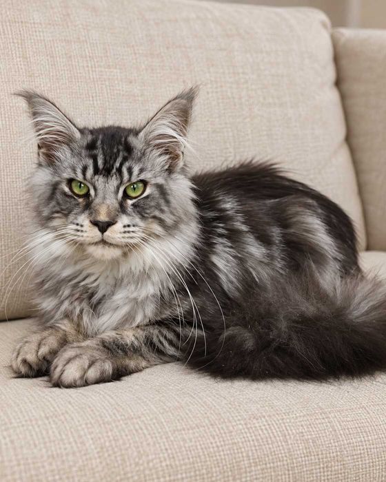 Felix – motănel Maine Coon Black Silver ns 22, pedigree FIFe  www.lynxrunecode.com