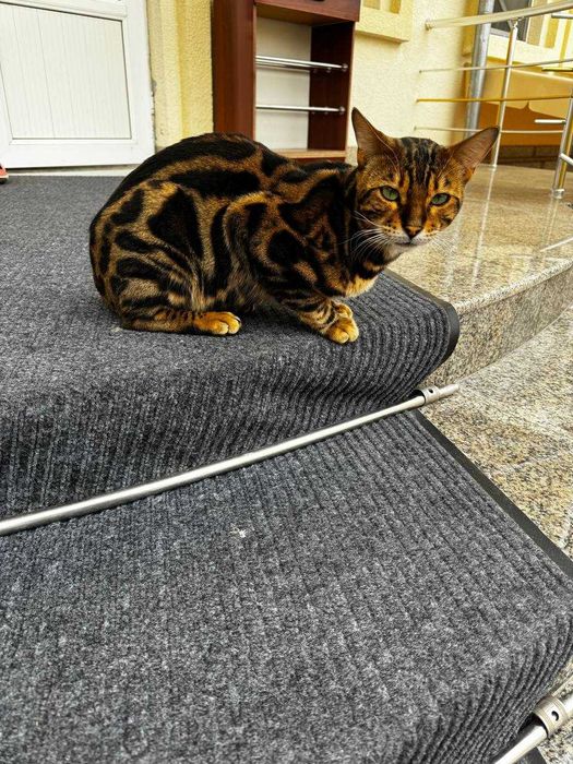 Продам бенгальского кота