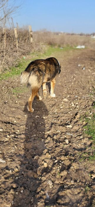 Собака алабай қазақы