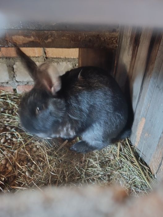 Продам .кроликав