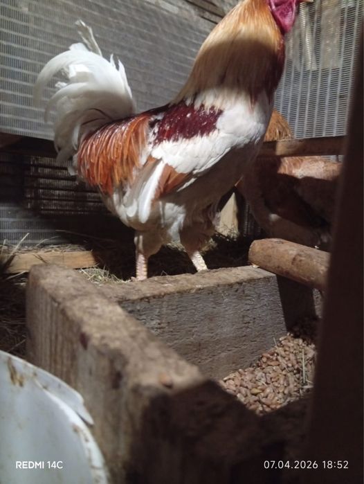 Продам домашнего петуха