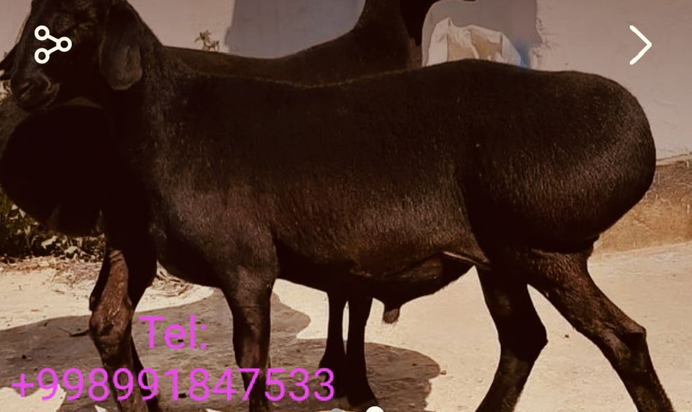 Qassob servis,Salom  Azizlar ko'rib turganizday sog'lom boqilgan q