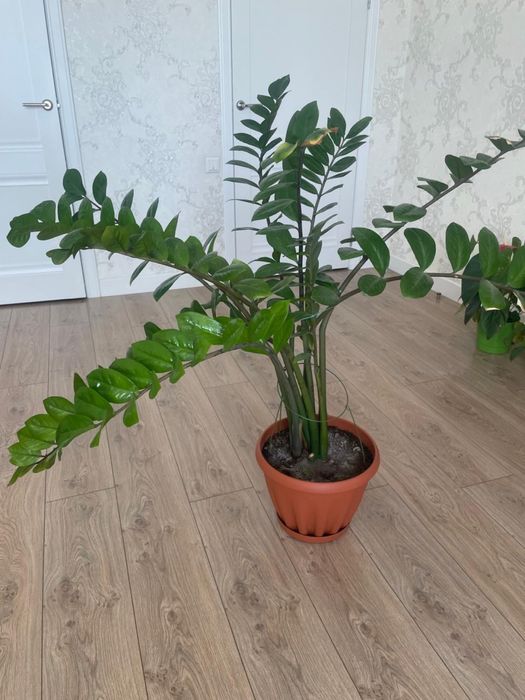 Денежное дерево, замиокулькас