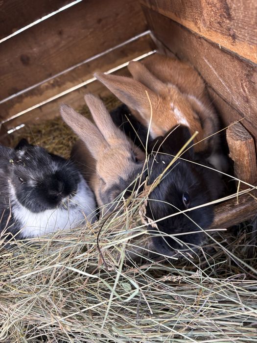 Vând iepuroaică cu puii săi