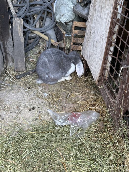 Кролики разных парод