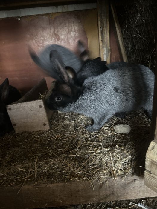 Продам кроликов разных возрастов