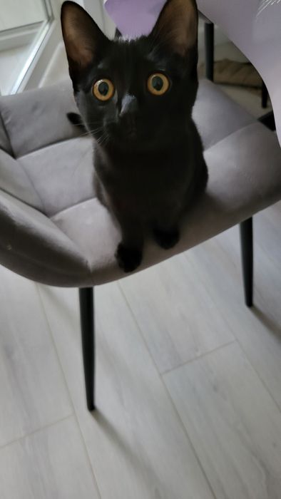Котенок по имени Муизза