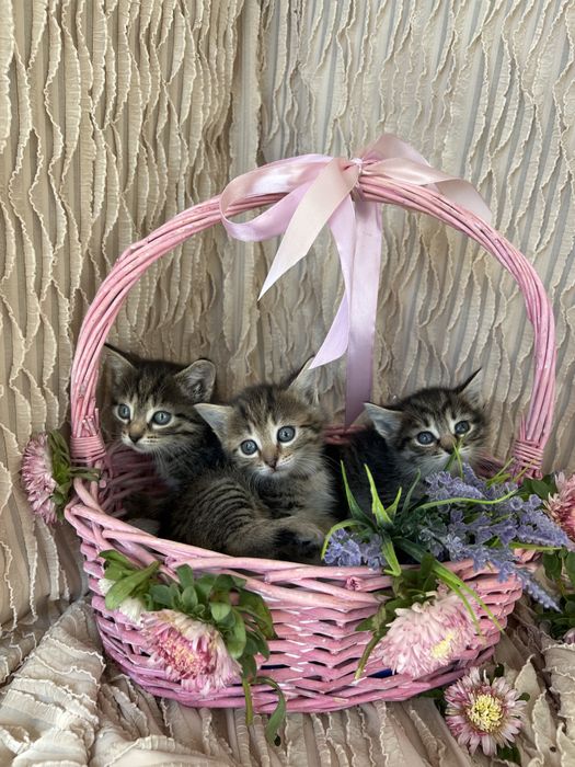Котята в хорошие руки.