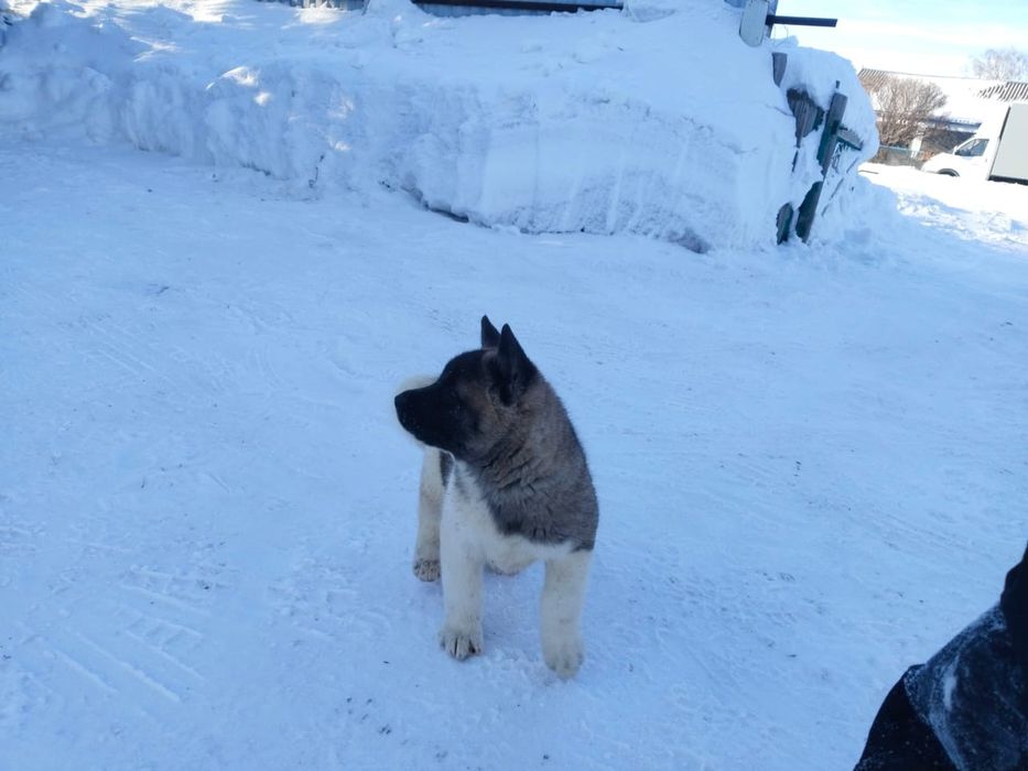 Щенки американской акиты