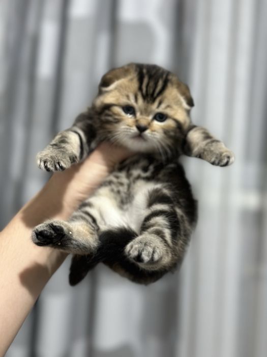 Шотландский вислоухий мальчик