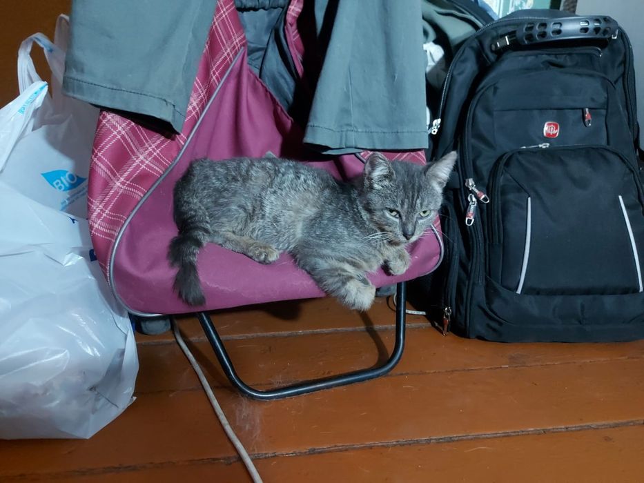 Отдам степного подростка- котенка, 7 месяцев, мальчик