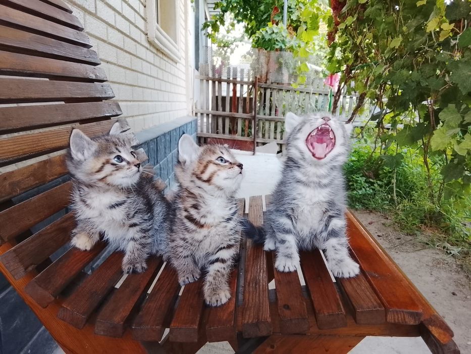 Отдам котят в добрые руки