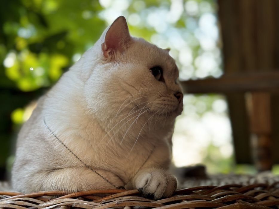 Вязка шиншилла пойнт