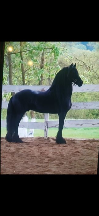 Disponibila Manza Friziana