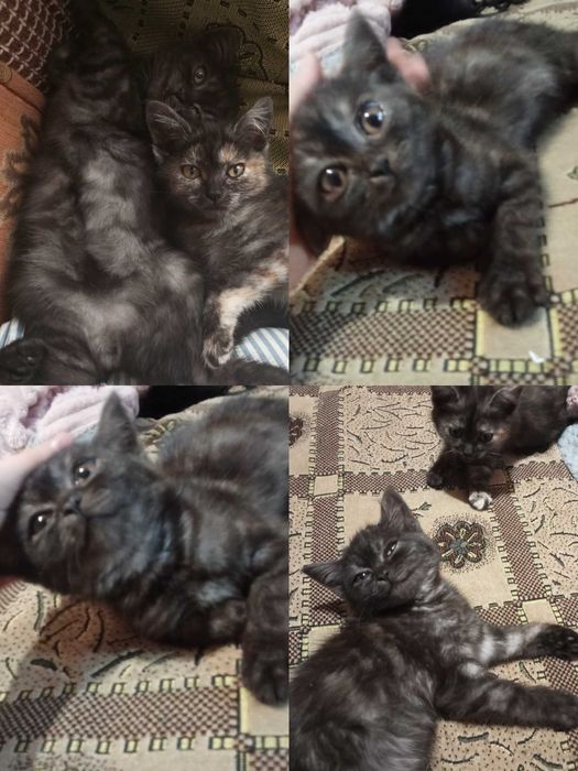 Отдам котят от британской кошки