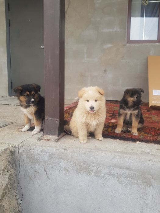 Продам щенков полтора месяца