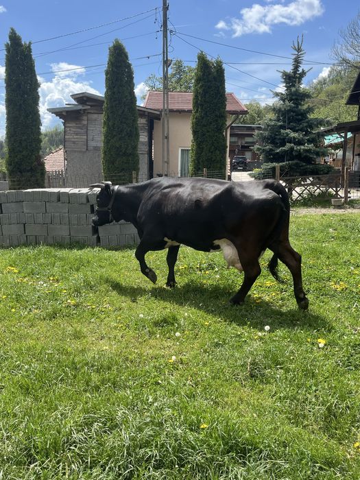 Vand vaca de lapte