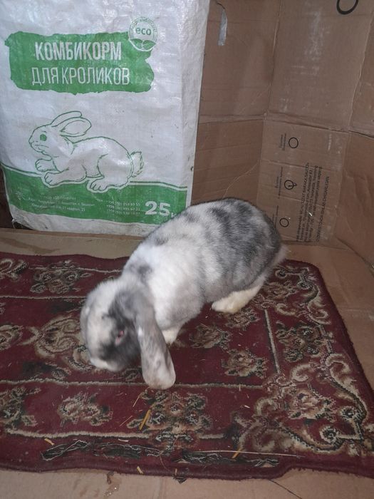 Декаратив куйончалар болалари сотувда  панда галанд