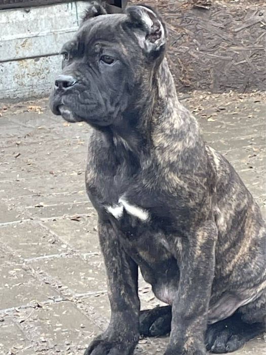 Щенки кане корсо