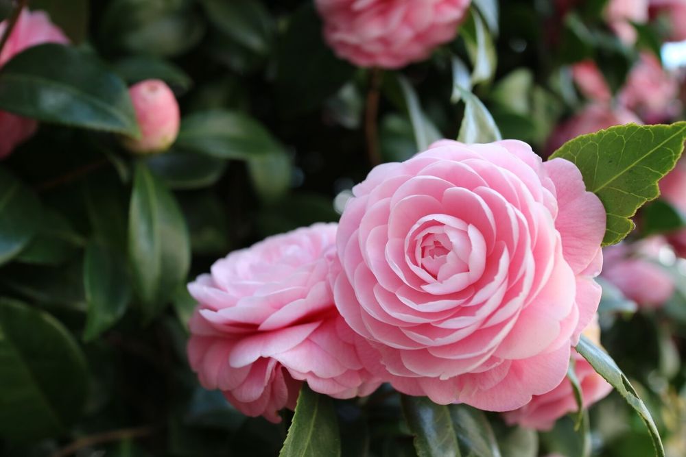 Продам  беззеркальный  Canon EOS-M