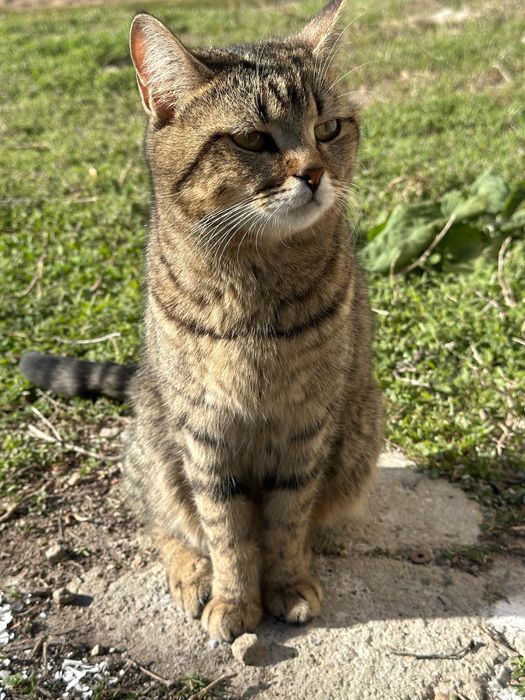 Отдам в добрые руки кошку и котёнка