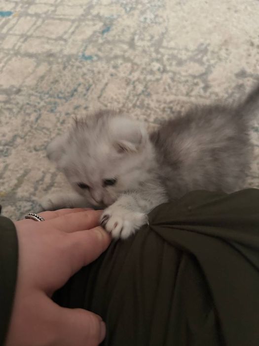 Scottish fold ona bola