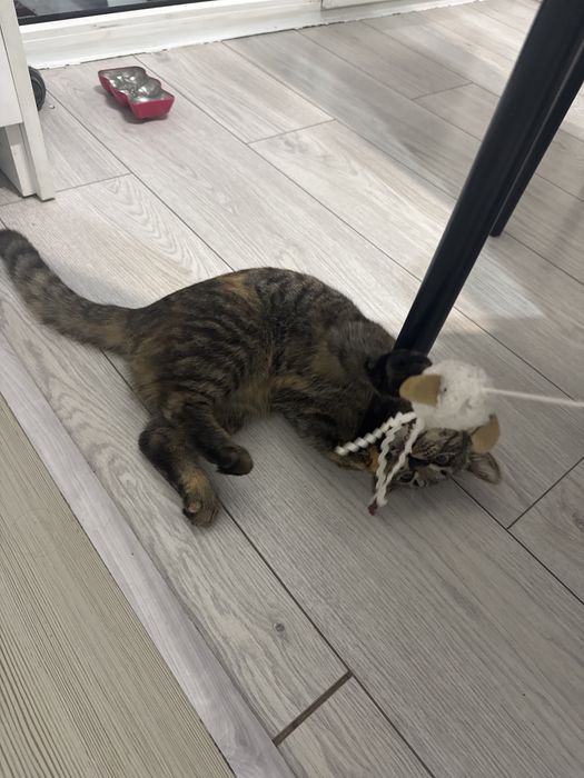 Кошка девочка 8 мес