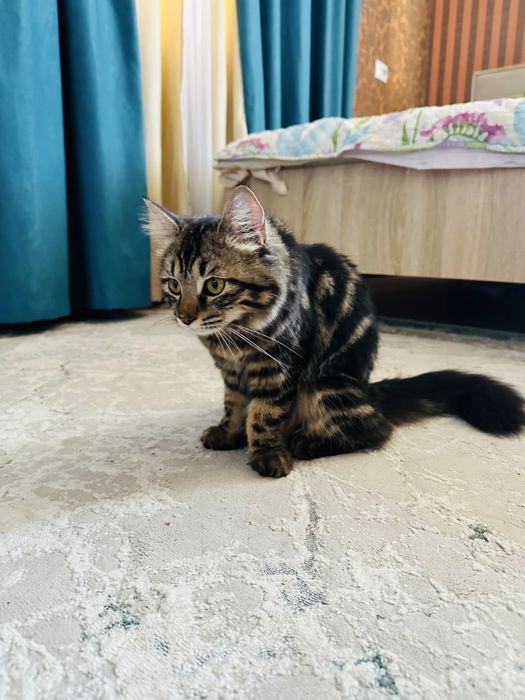 Продается кошка персидская+скотиш