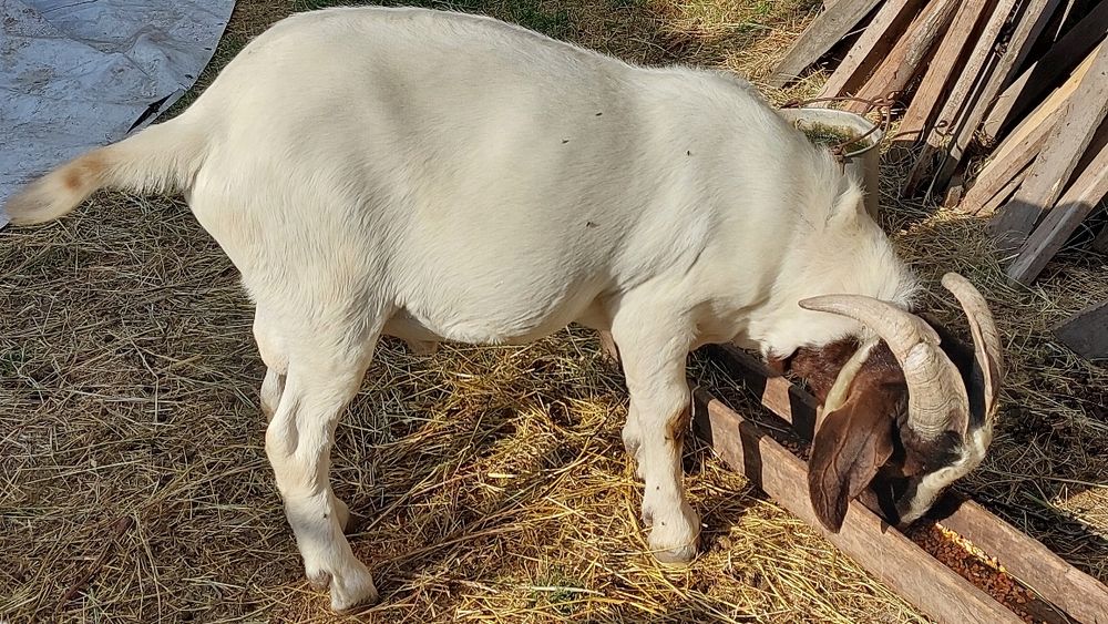 Capre,iezi,țapi rasă pura și metiși,boier,alpin,anglonubian