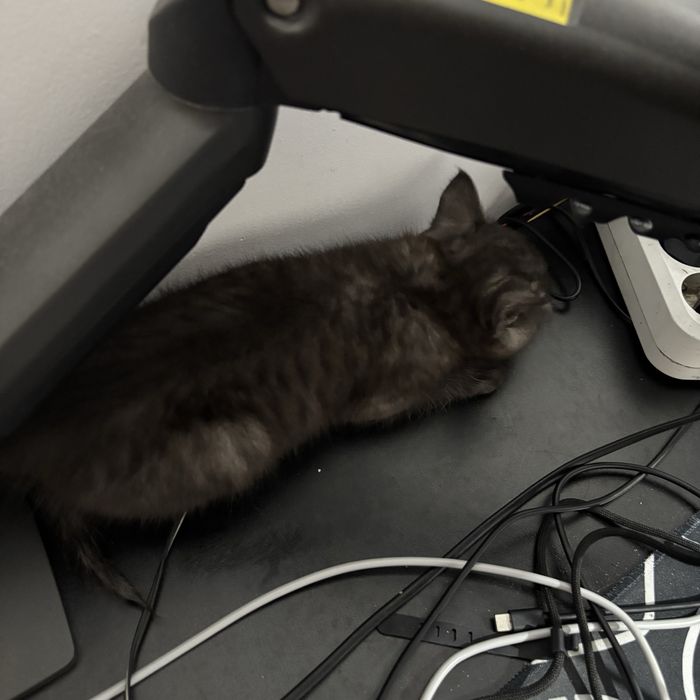 Отдам котенка в добрые руки