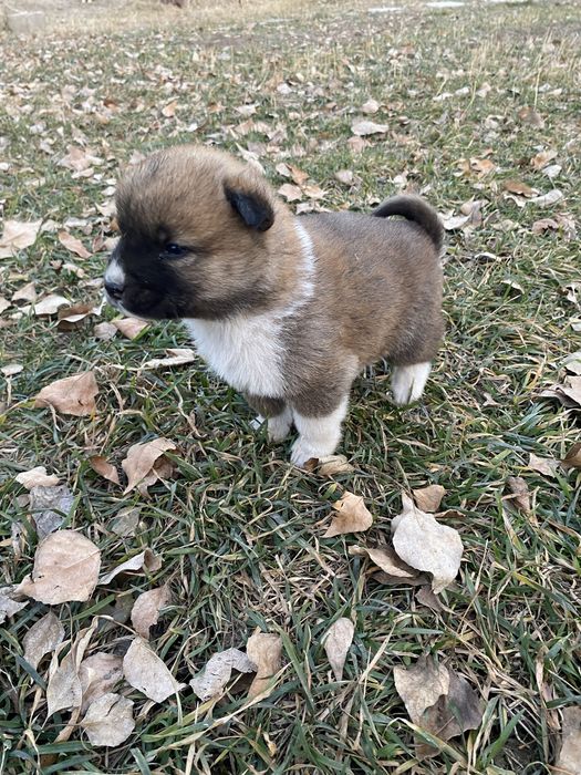 Щенки ,   метисы