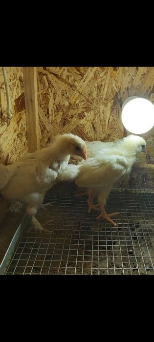 Продаются домашние цыплята