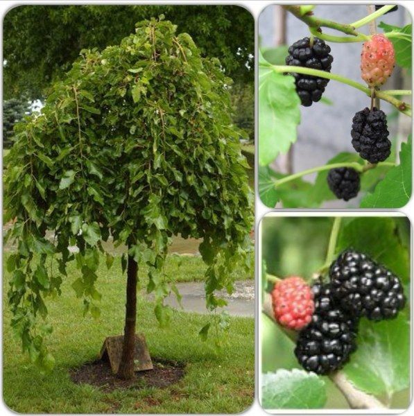 Mevali Manzarali daraxtlar