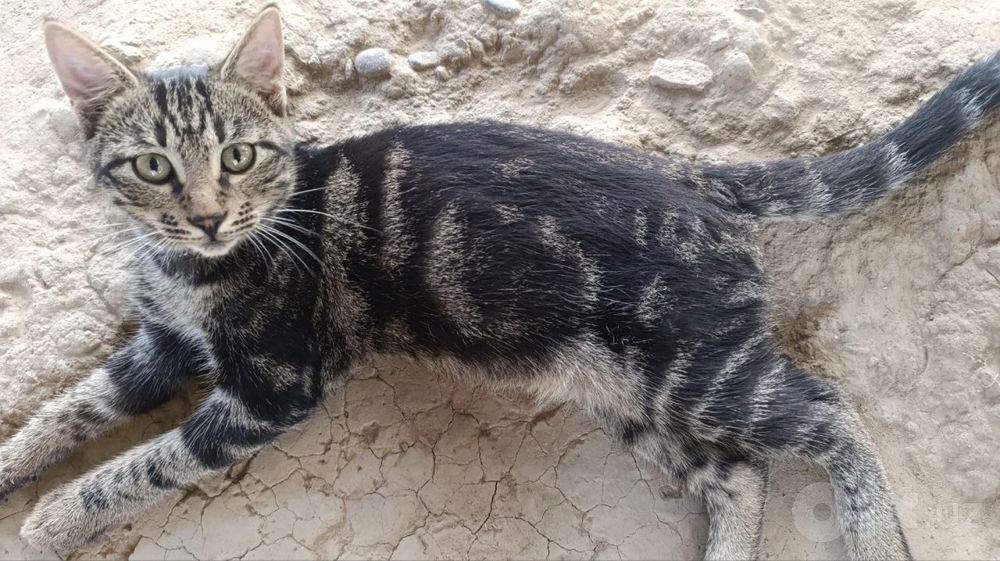 Котята подростки в добрые руки