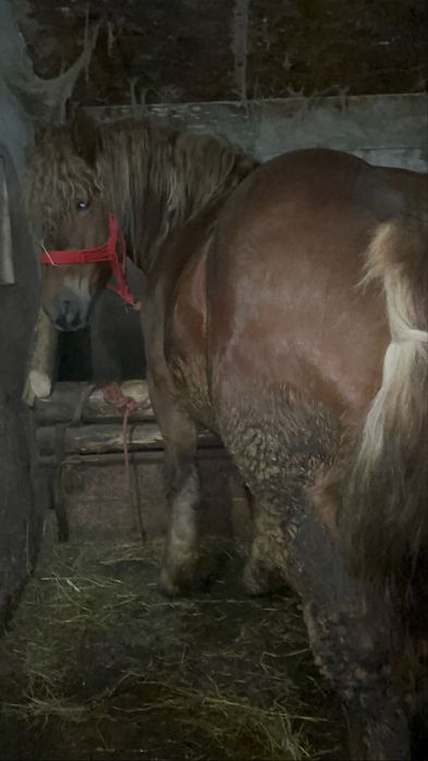 Harmasar 2 ani jumate