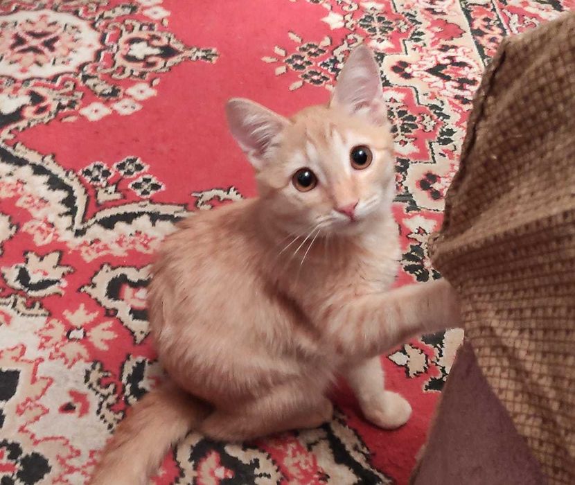 Котята в добрые ручки.