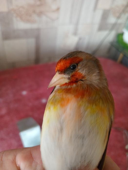 Гибриды щегол и репел.