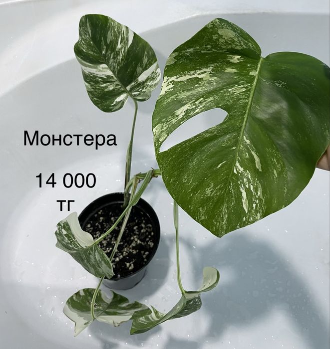 Комнатные растения монстера