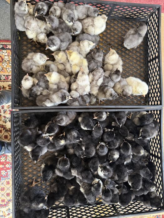 Pui de o zi australorp negru albastru si splash