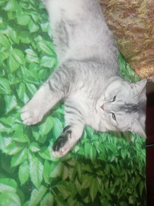 Вияска шиншилла сотилмайди