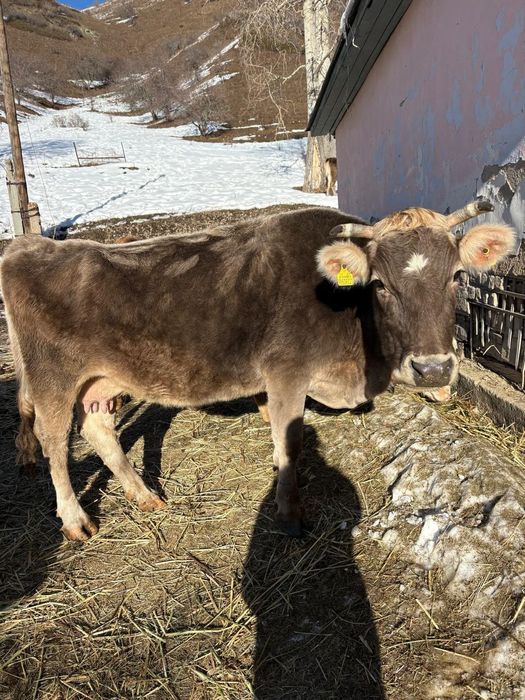 Продам коров,телят реальным клиентам