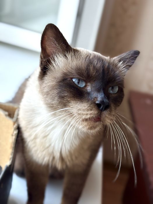 Сиамский кот Яша ищет дом
